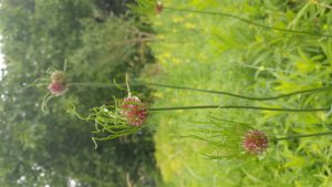 20180611_100027_HDR_Allium-oleraceum-1.jpg