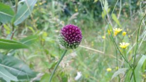 20180625_095358_HDR_Allium-sphaerocephalon-1.jpg