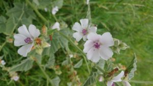 20180829_164751_Althaea-officinalis-1.jpg