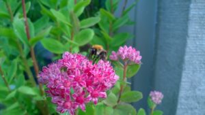 WP_20160628_006_Sedum-telephium-1.jpg