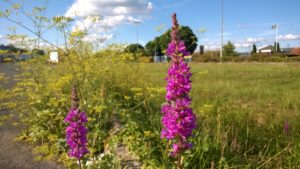 WP_20170814_026_Lythrum-salicaria-1.jpg